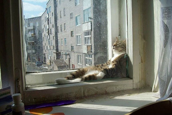 windowcat.jpg